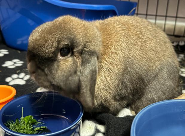 Aubrey, ADOPTABLE, Adult Female Holland Lop.