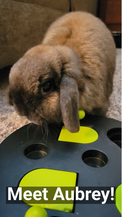 Enlarge Aubrey, a ADOPTABLE Holland Lop in Oshkosh, WI video 5/5