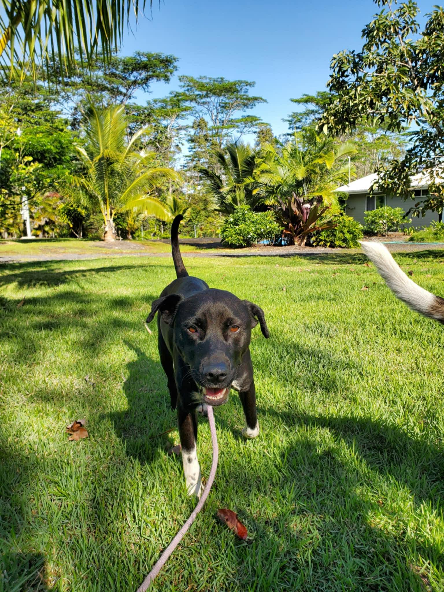 Maisie, a ADOPTABLE mixed breed in MOUNTAIN VIEW, HI image 1/3