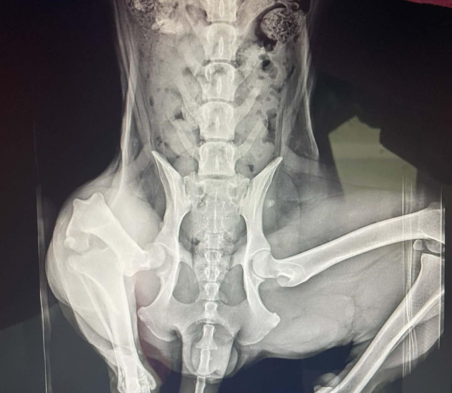 Maisie, a ADOPTABLE mixed breed in MOUNTAIN VIEW, HI image 3/3