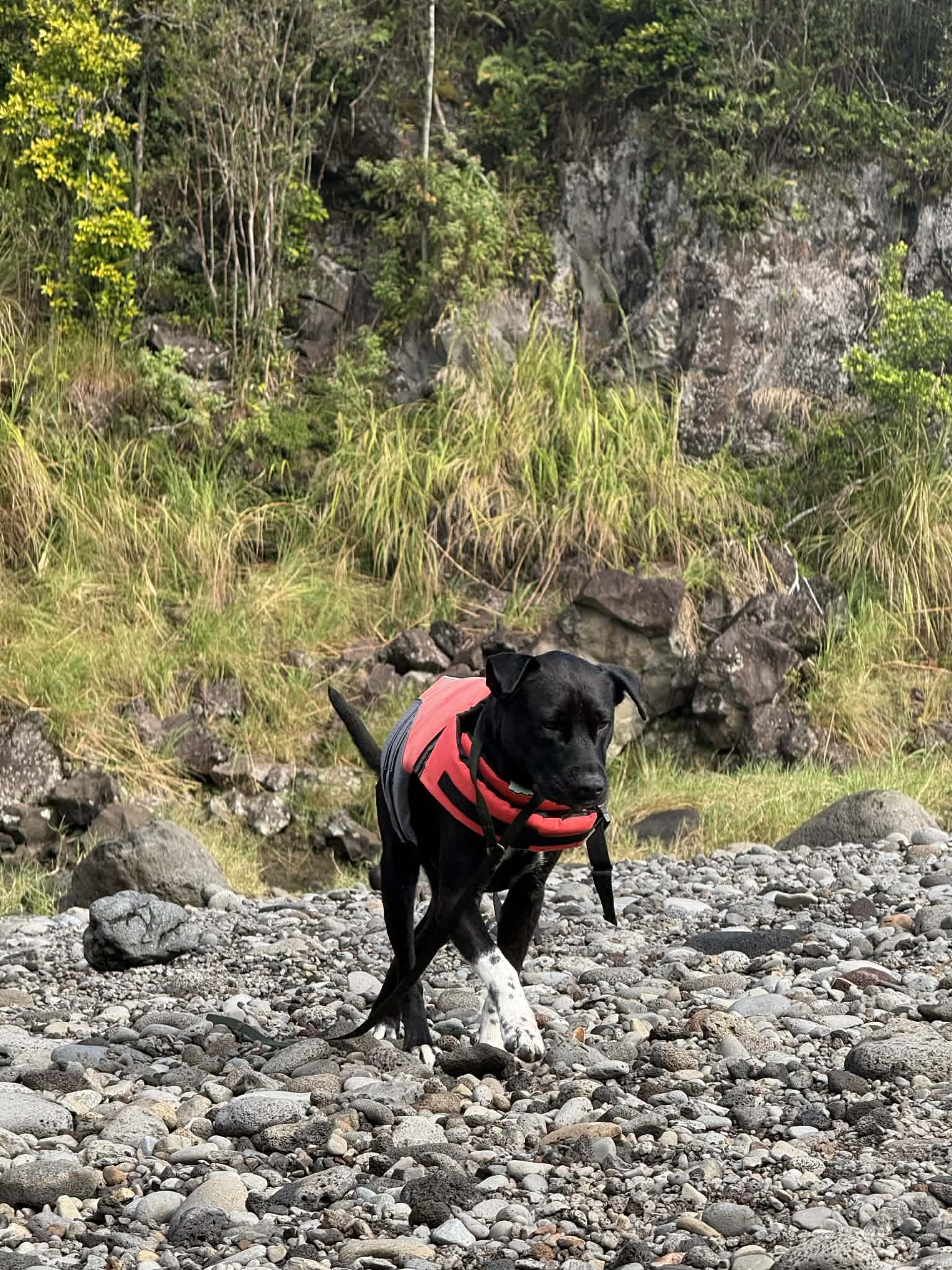 Maisie, a ADOPTABLE mixed breed in MOUNTAIN VIEW, HI image 2/3