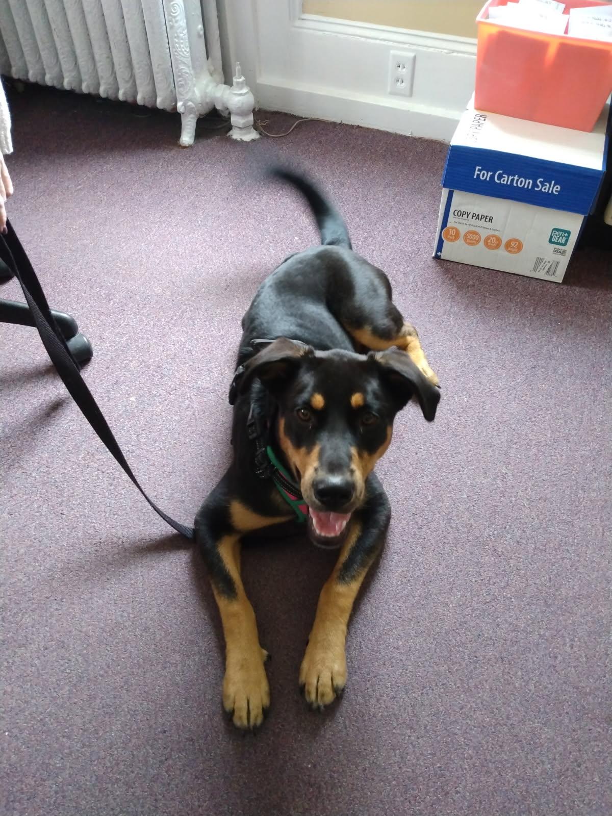 Georgia, a Adoptable mixed breed in Polk, OH image 1/4