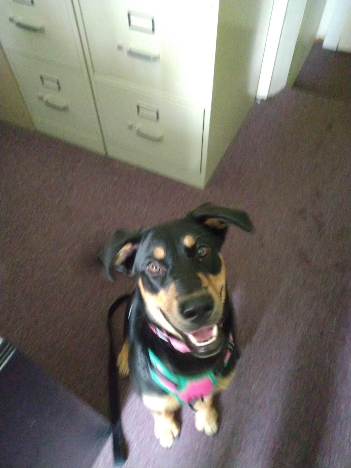 Georgia, a Adoptable mixed breed in Polk, OH image 2/4