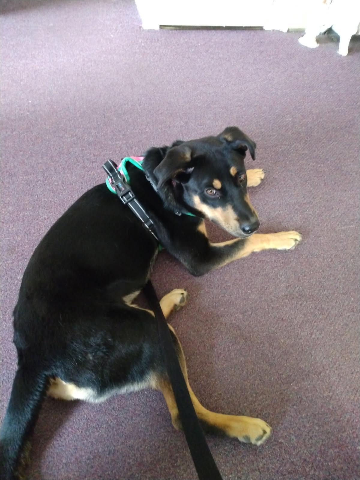 Georgia, a Adoptable mixed breed in Polk, OH image 3/4