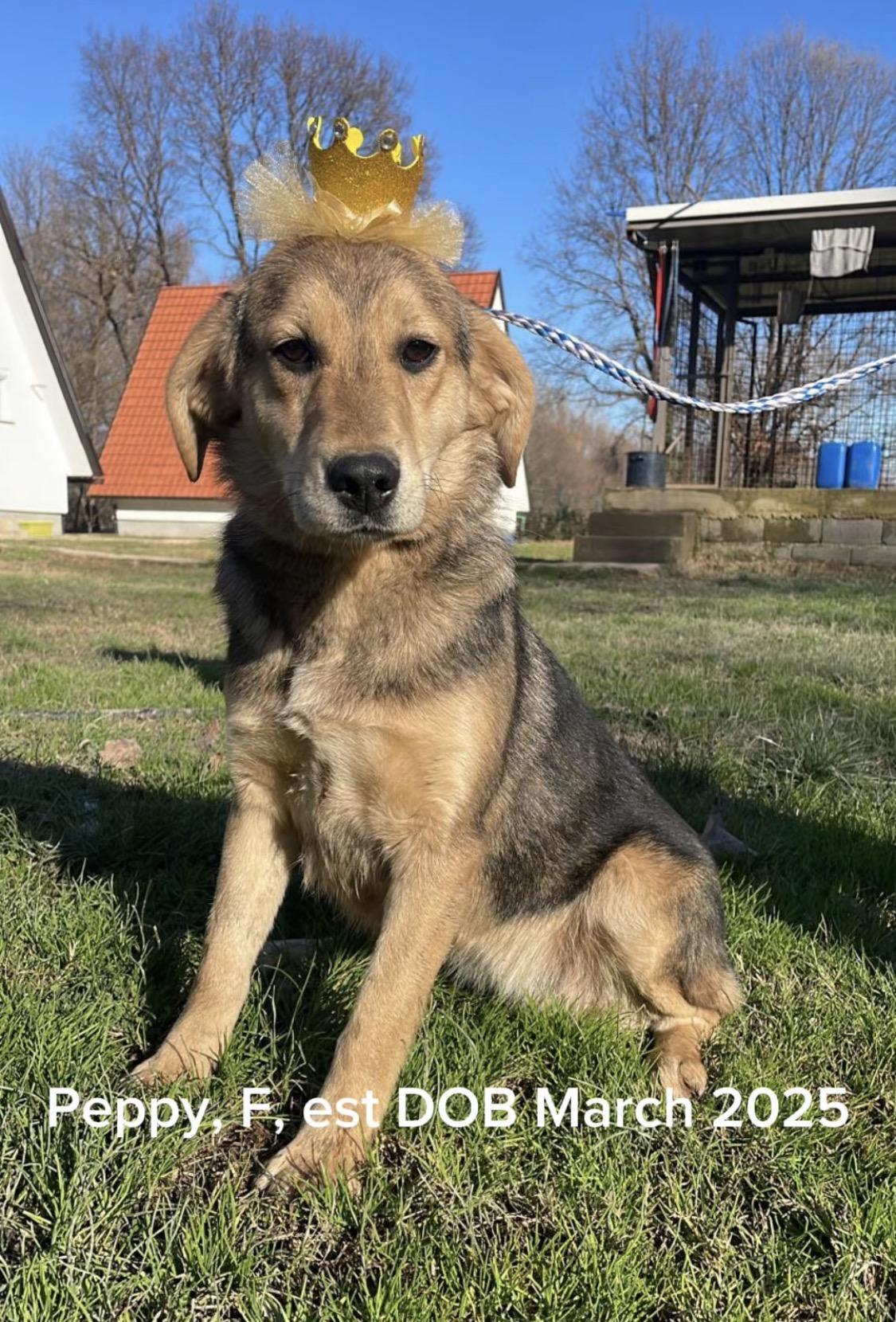 Enlarge Peppy, an adopted mixed breed in silver spring, MD image 1/3