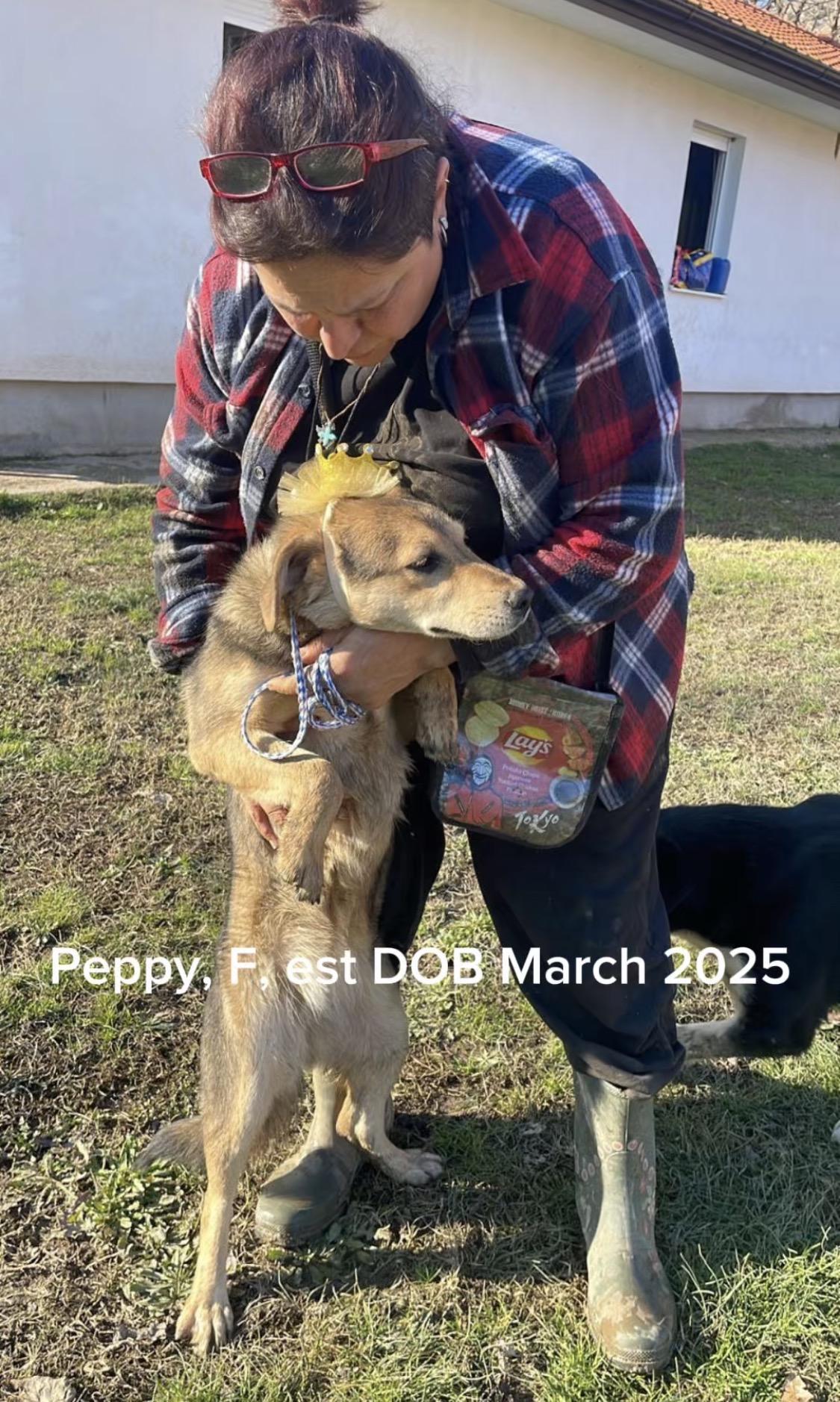 Enlarge Peppy, an adopted mixed breed in silver spring, MD image 2/3