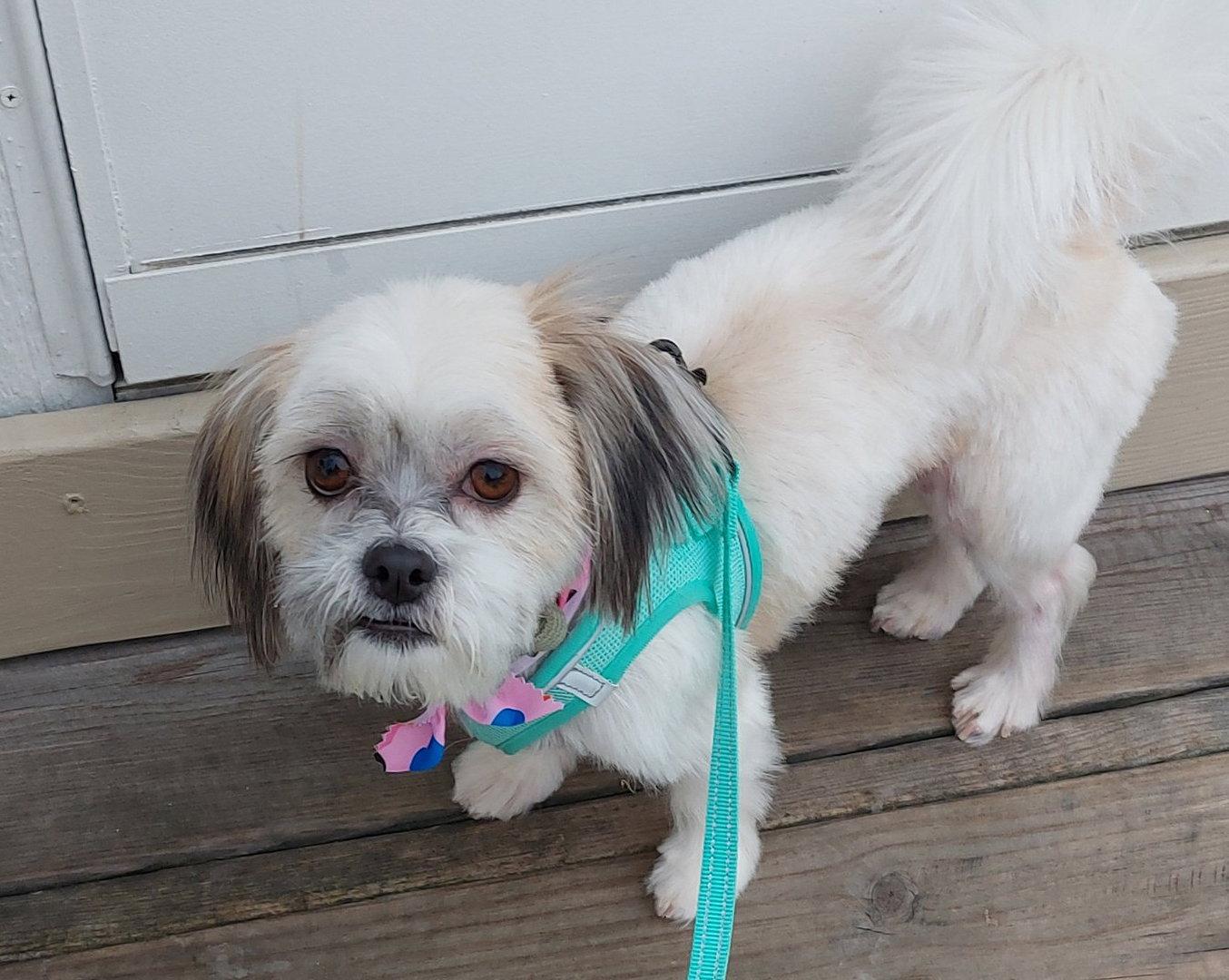 Enlarge Mocha - OS, a Adoptable Shih Tzu in Pataskala, OH image 1/3