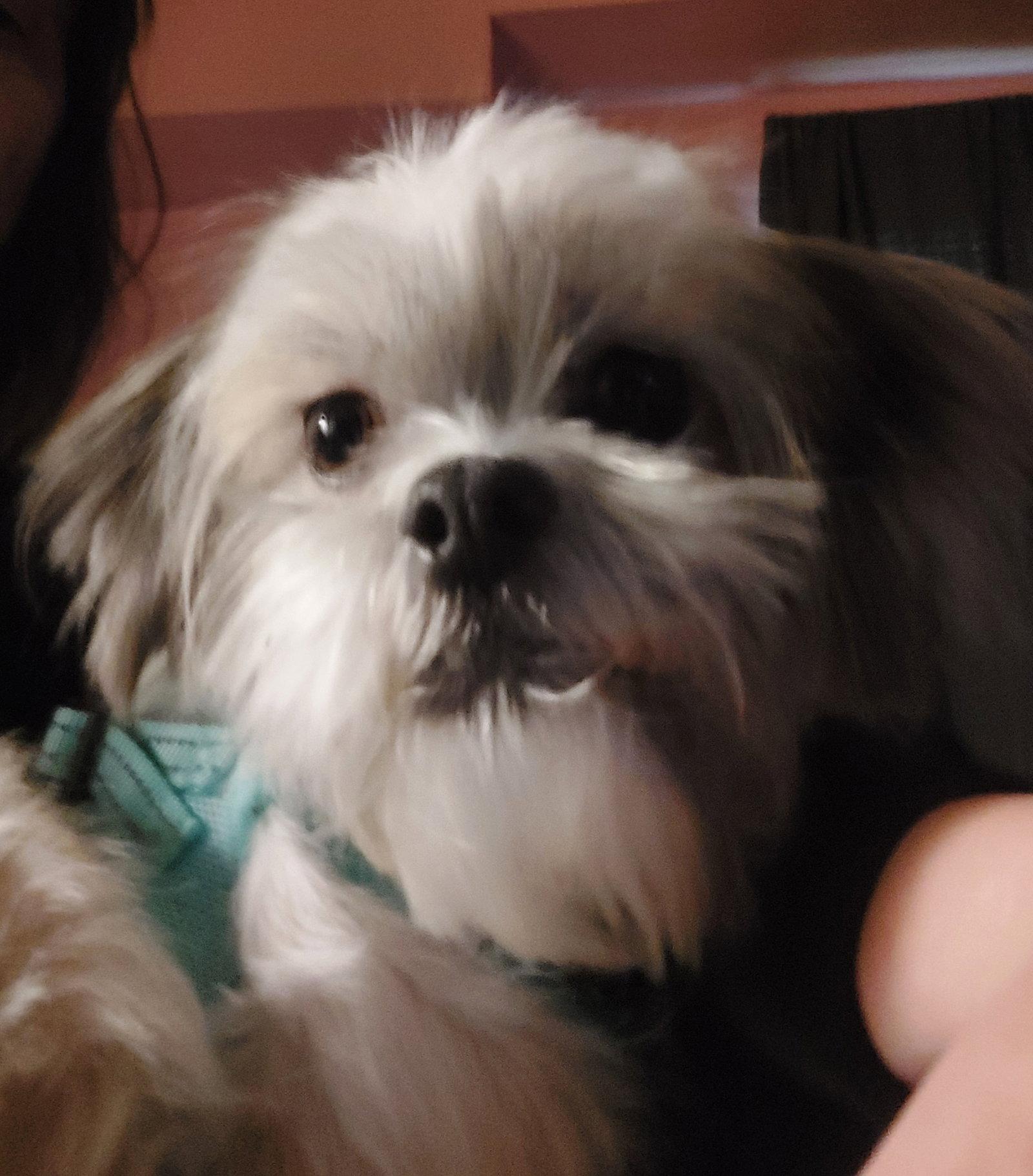 Enlarge Mocha - OS, a Adoptable Shih Tzu in Pataskala, OH image 2/3