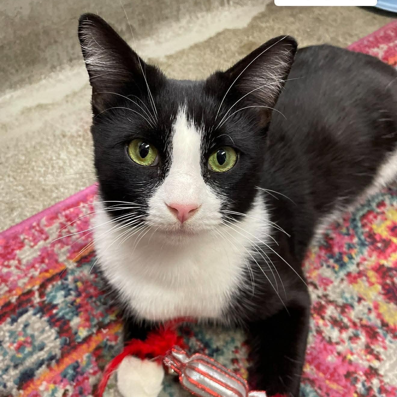 Malakai, adopted, Young Male Domestic Short Hair.