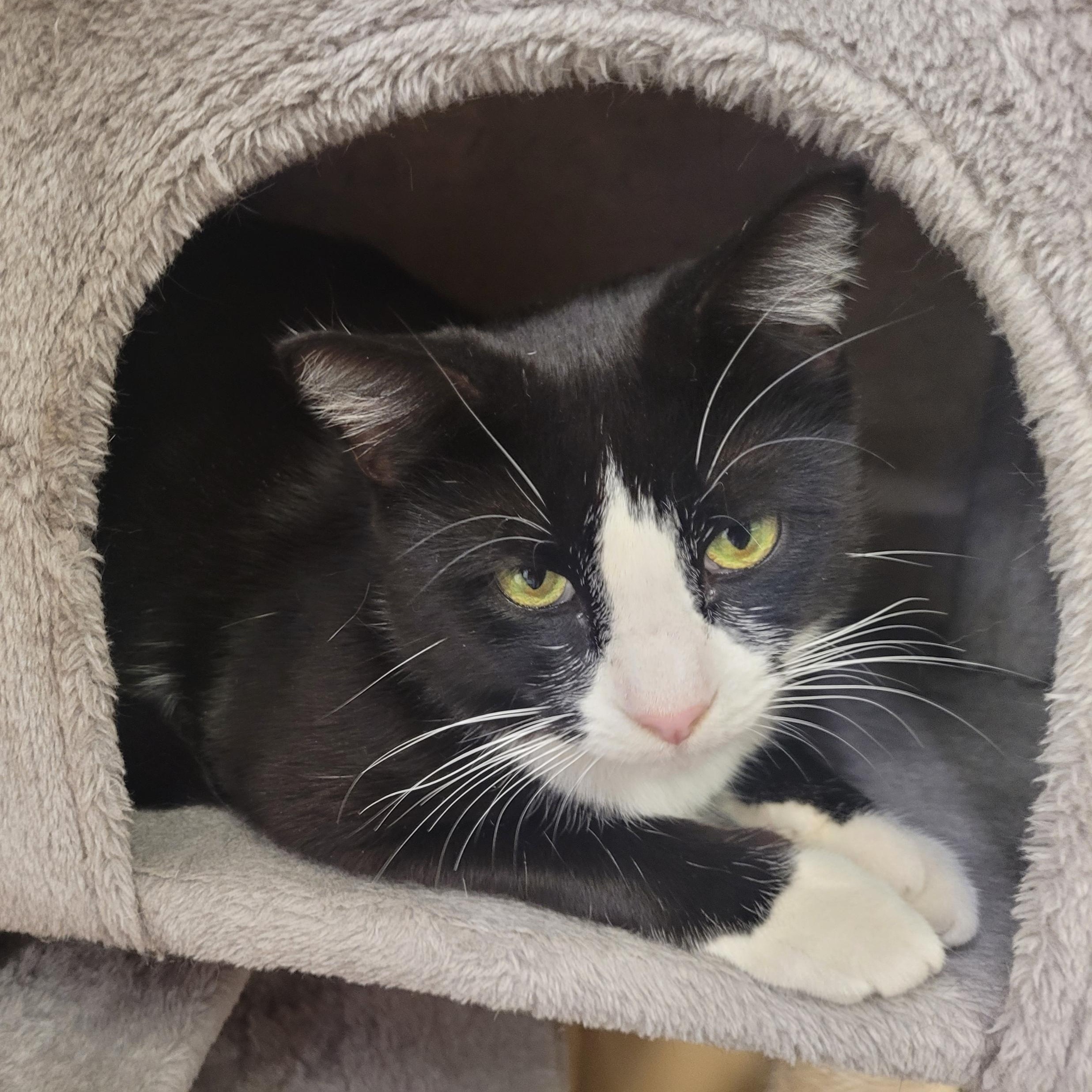 Enlarge Malakai, an adopted Domestic Short Hair in Clearwater, FL image 2/2