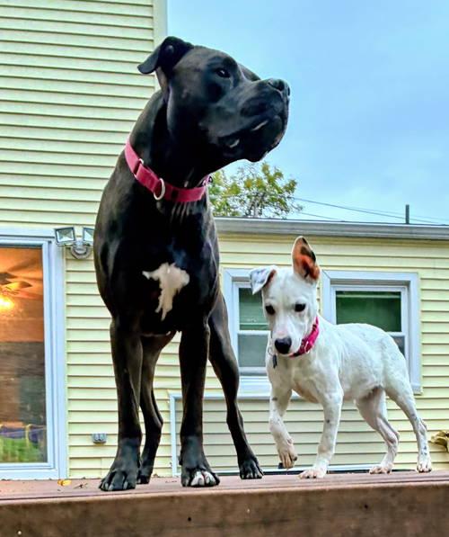 Enlarge Turtle NJ, a Adoptable mixed breed in Rockaway, NJ image 1/6