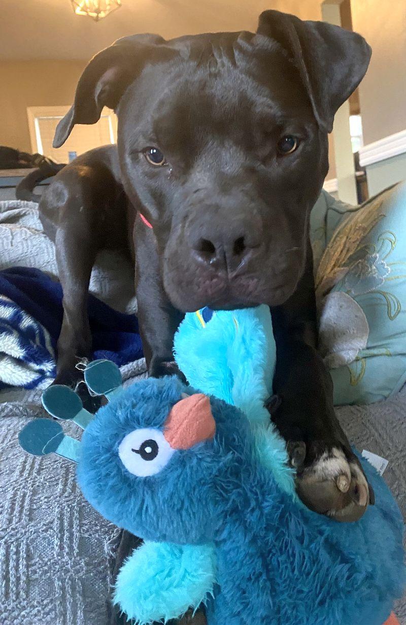 Enlarge Turtle NJ, a Adoptable mixed breed in Rockaway, NJ image 2/6