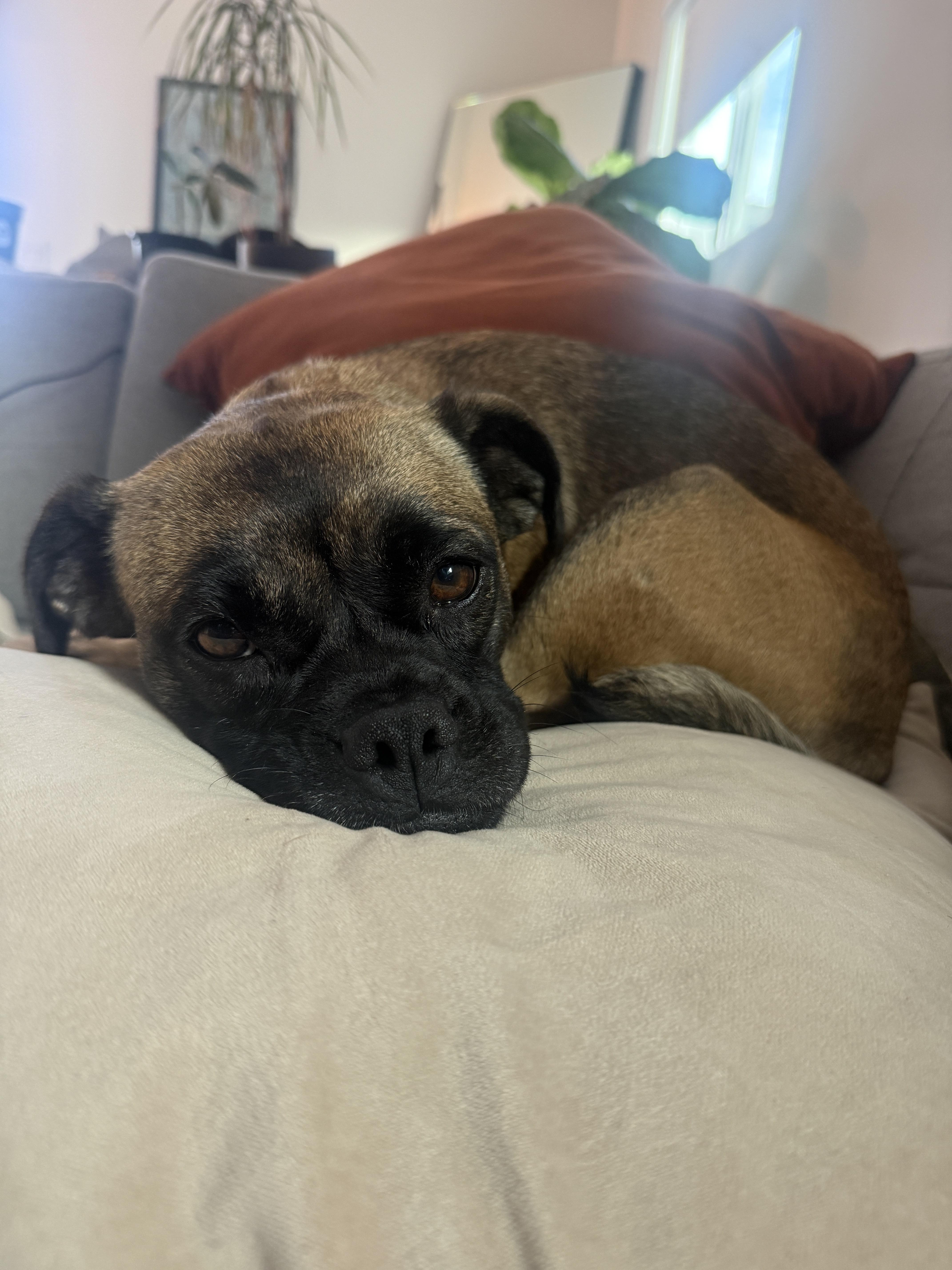 Rosalita, a ADOPTABLE mixed breed in West Hollywood, CA image 3/3