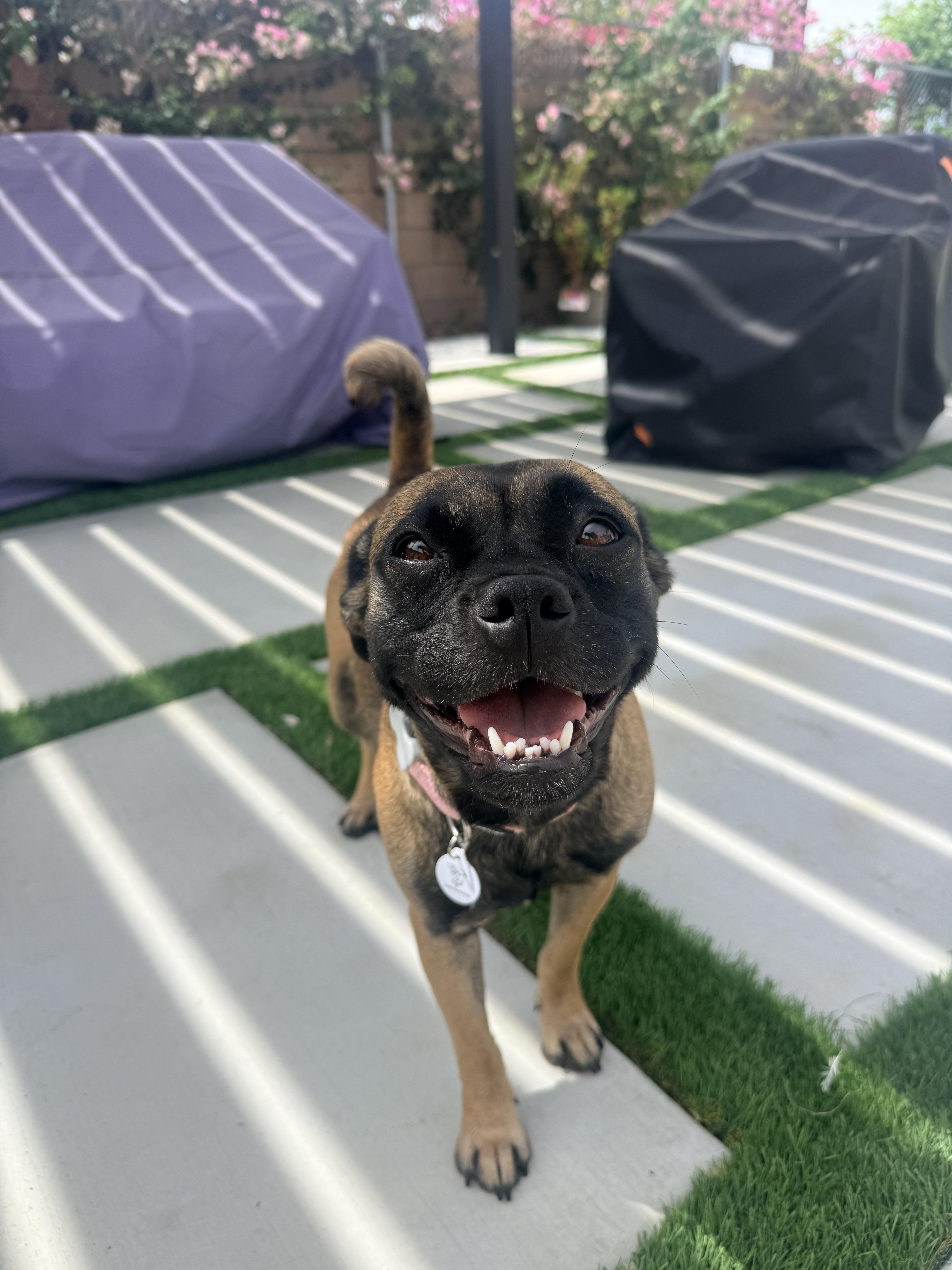 Rosalita, ADOPTABLE, Young Female Pug & Mixed Breed.