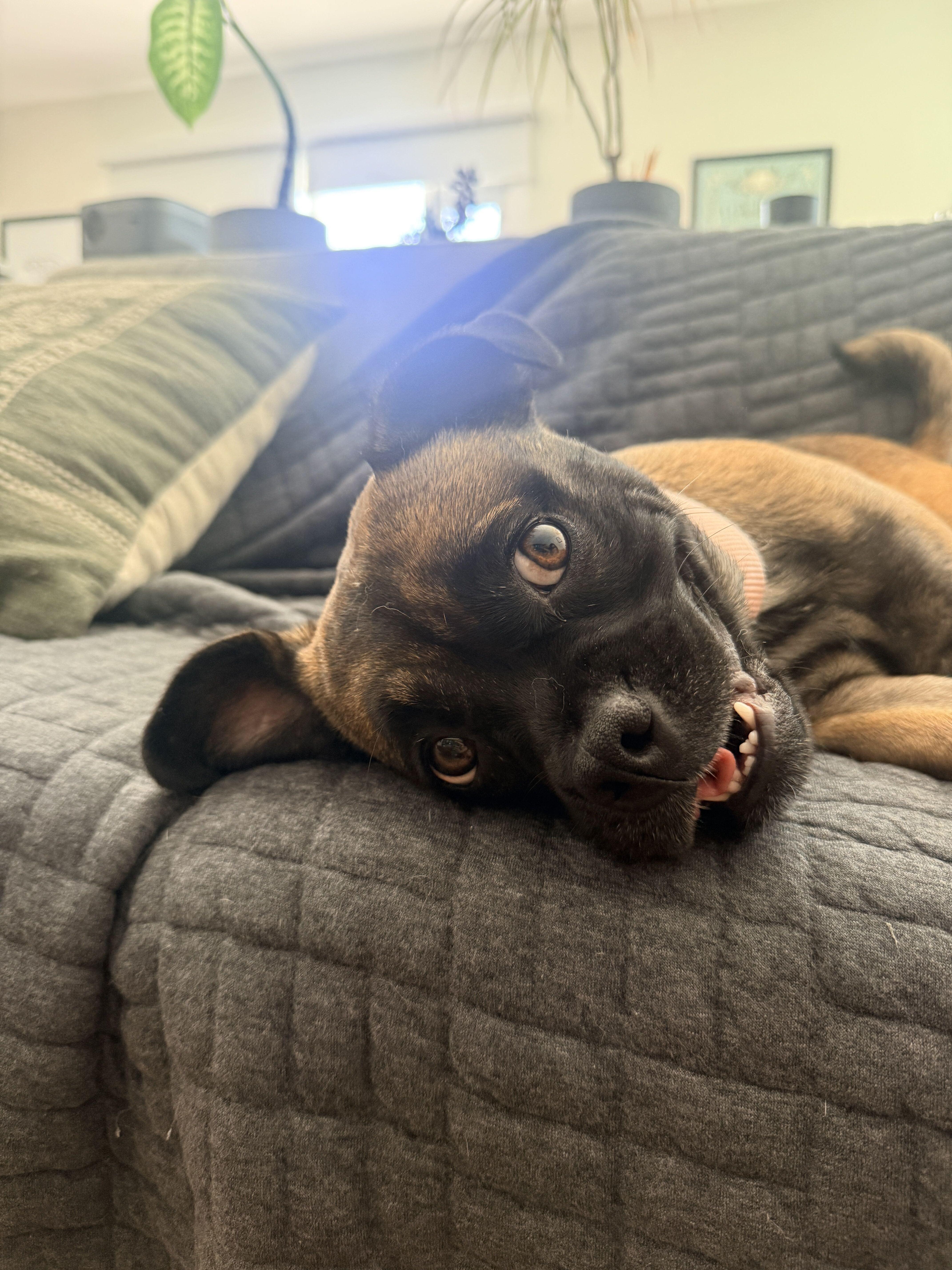 Rosalita, Adoptable, Young Female Pug & Mixed Breed.