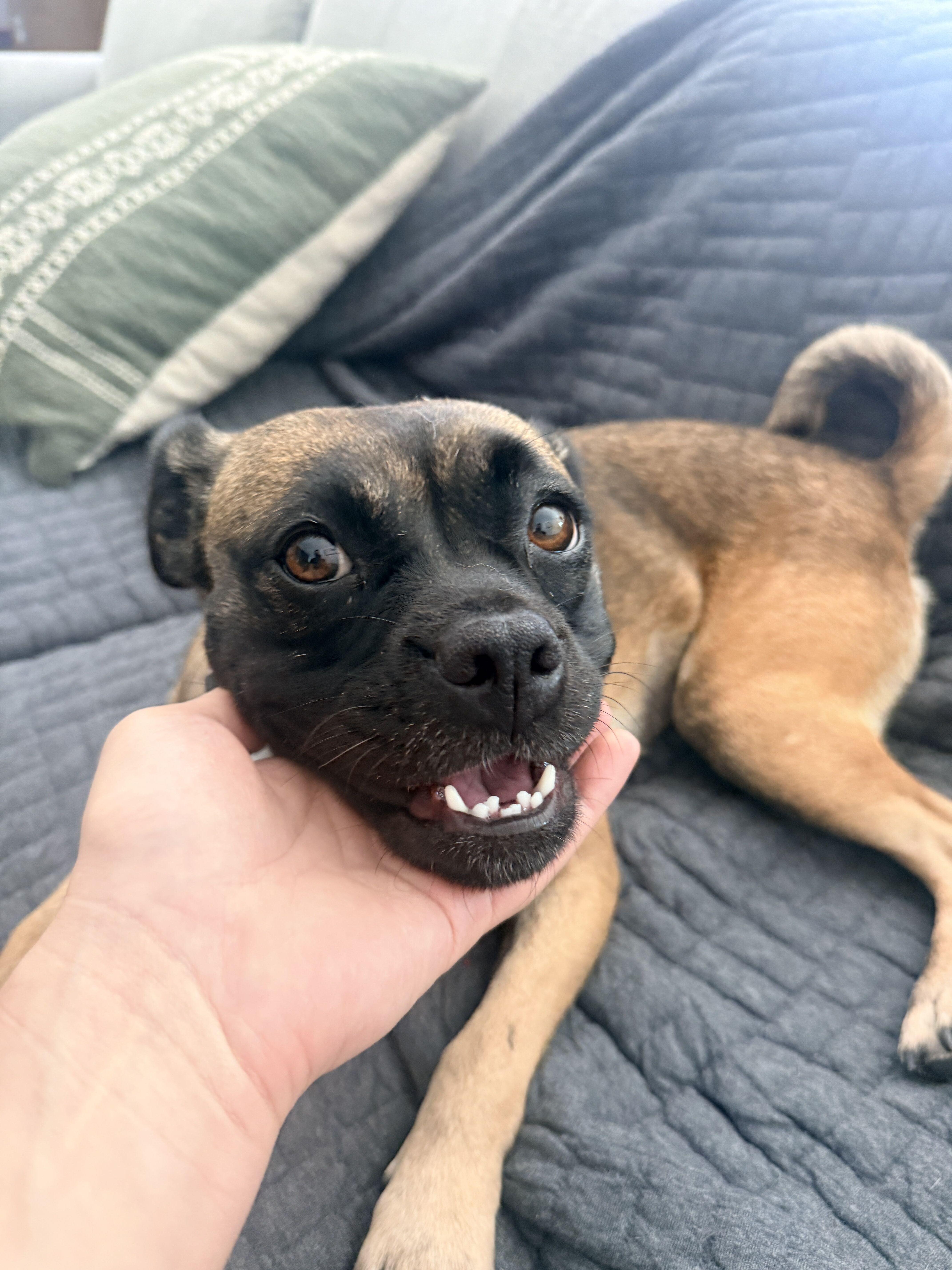Enlarge Rosalita, a Adoptable mixed breed in West Hollywood, CA image 6/6