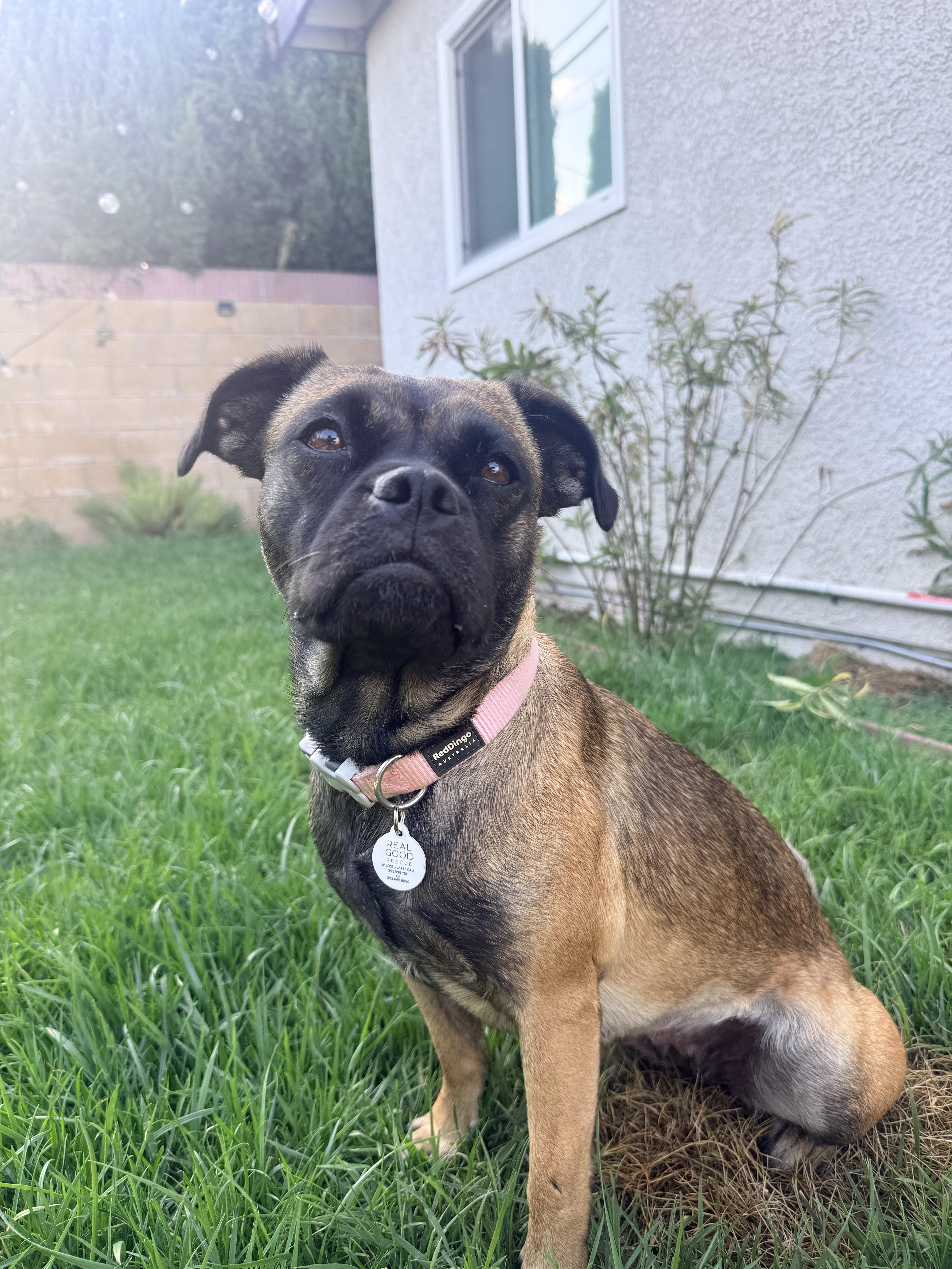 Enlarge Rosalita, a Adoptable mixed breed in West Hollywood, CA image 5/6