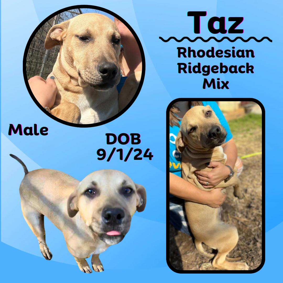Taz, Baby Male Rhodesian Ridgeback