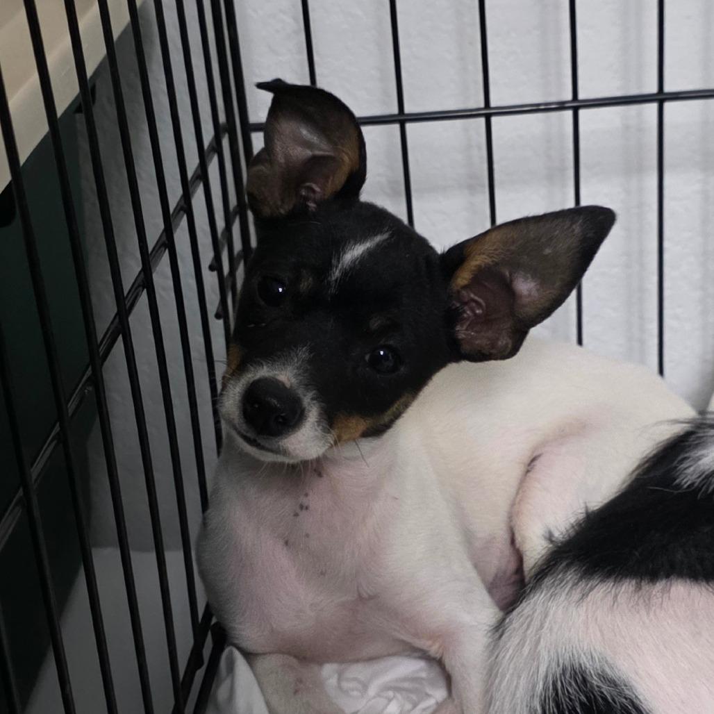 Minnie, Adoptable, Puppy Female Chihuahua & Yorkshire Terrier.