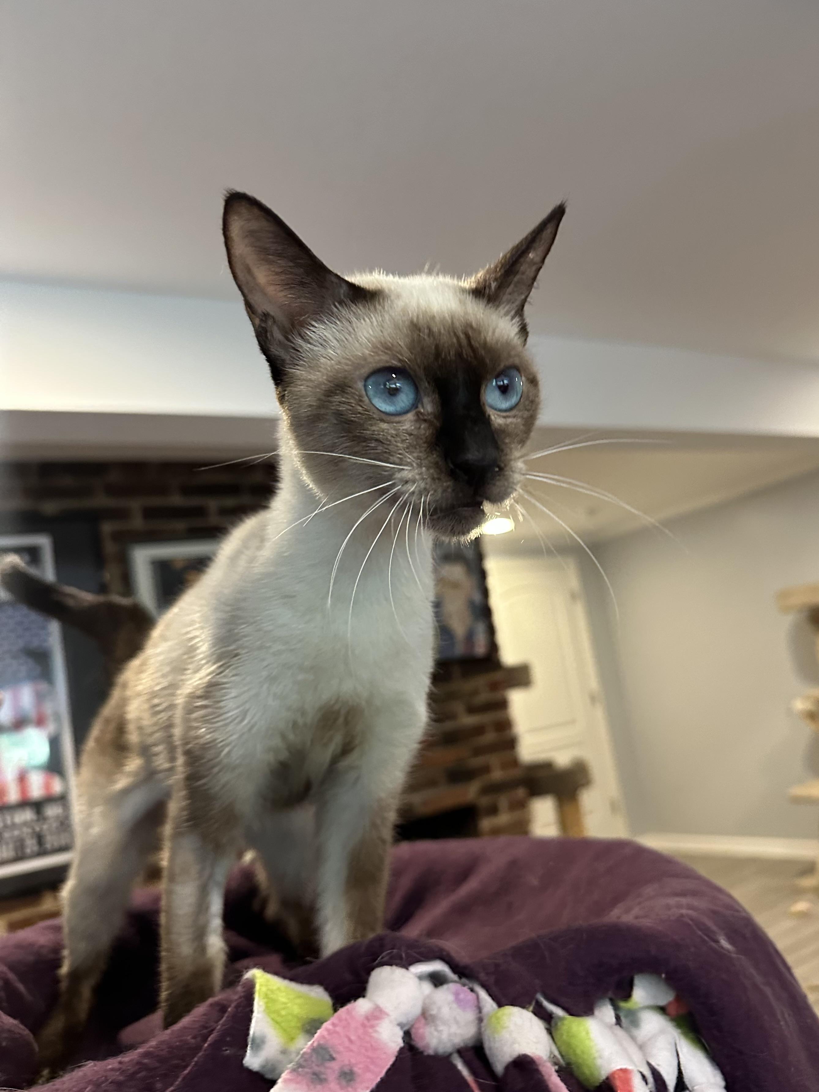 Felix (Siamese), ADOPTABLE, Young Male Siamese.