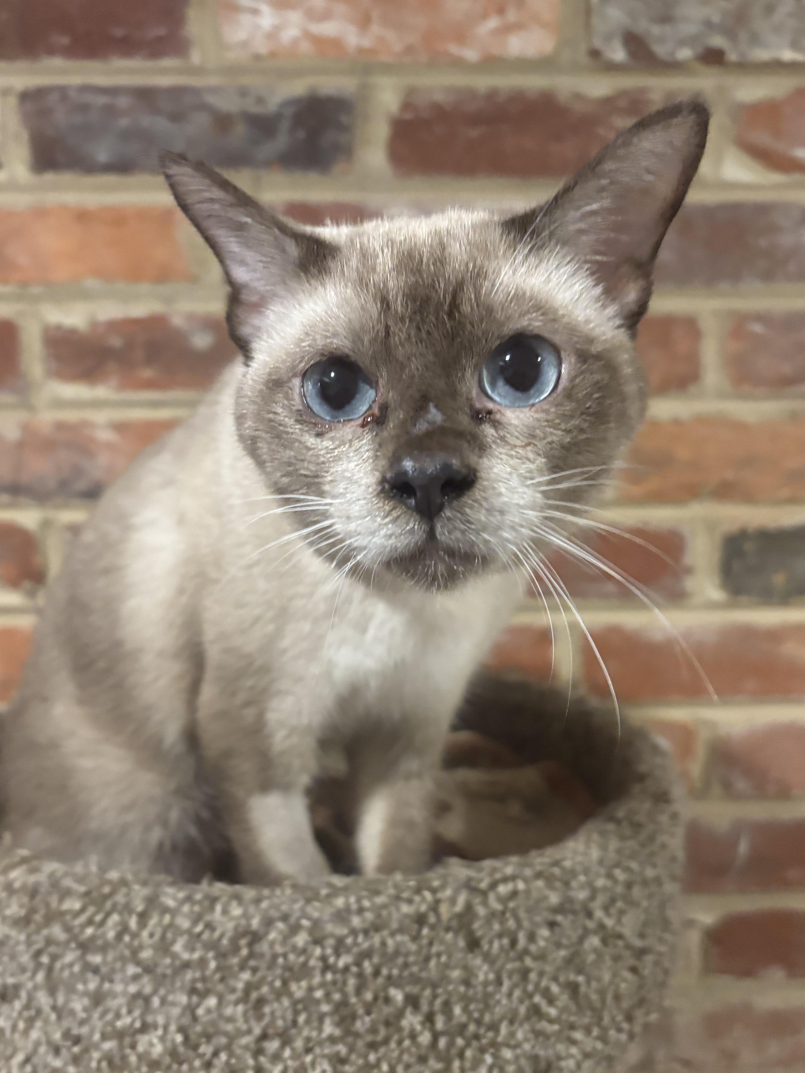 Enlarge Felix (Siamese), a ADOPTABLE Siamese in Fairfax, VA image 2/4