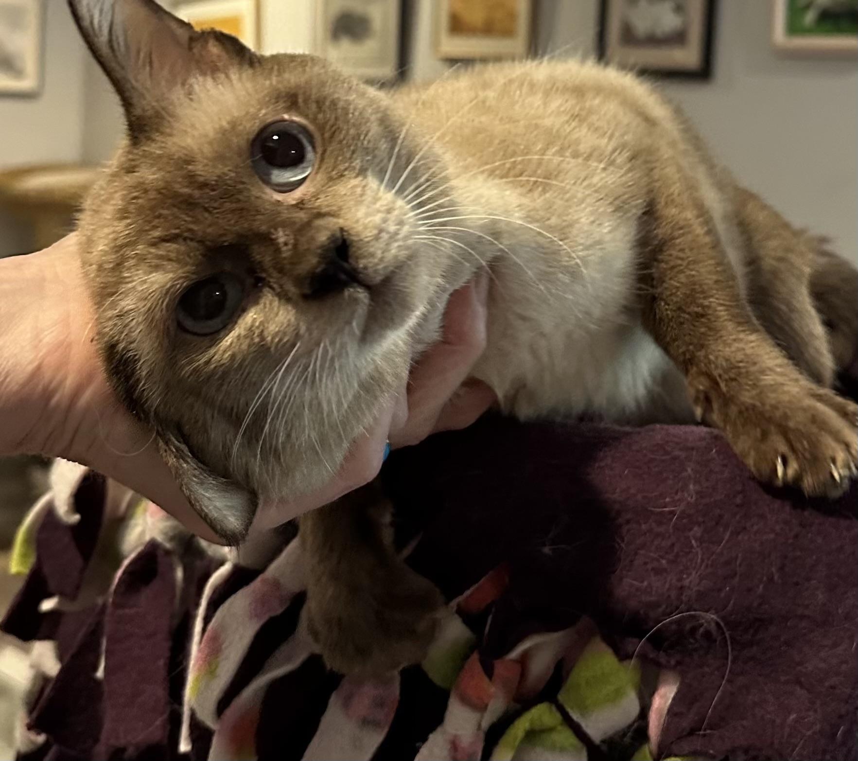 Enlarge Felix (Siamese), a ADOPTABLE Siamese in Fairfax, VA image 3/4