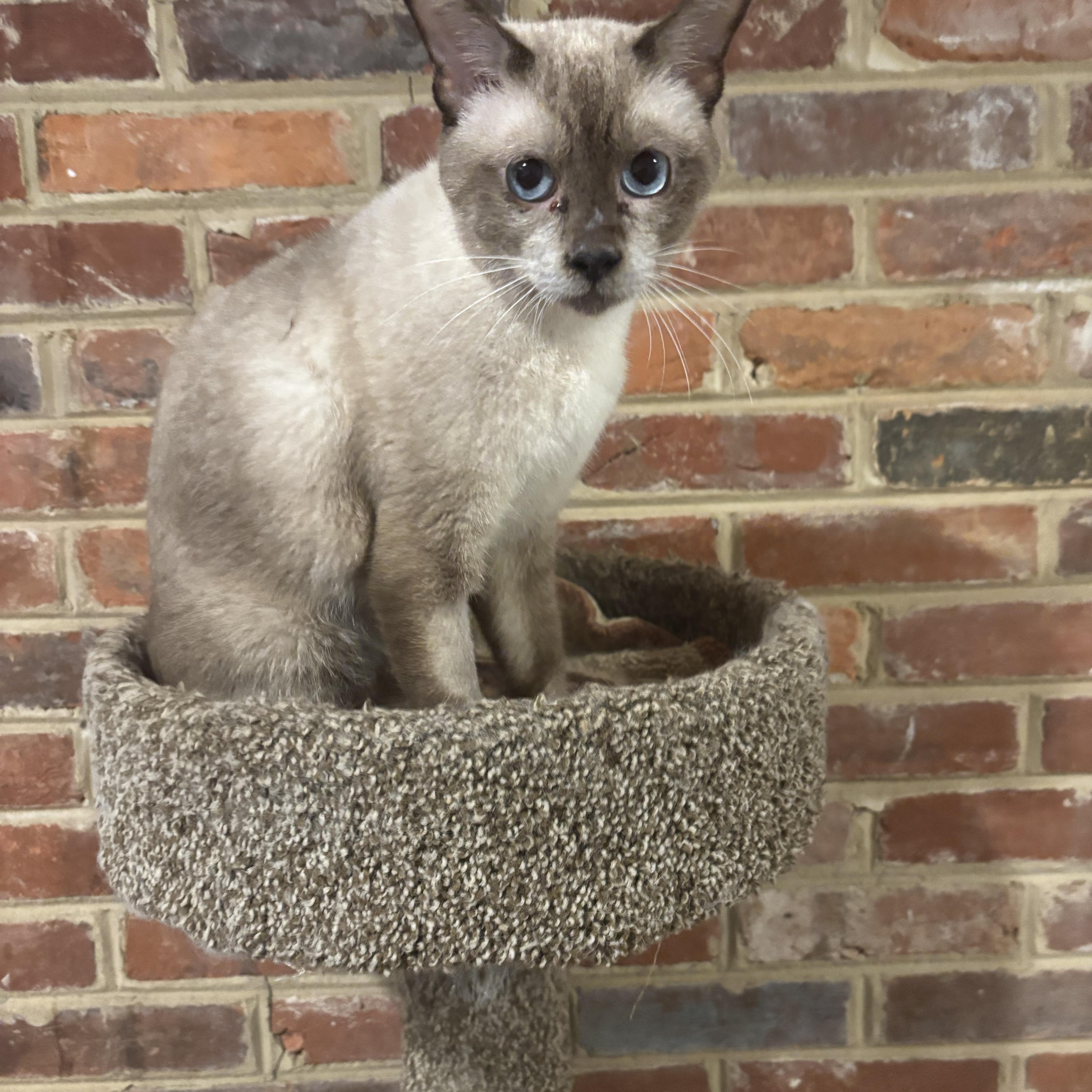 Enlarge Felix (Siamese), a ADOPTABLE Siamese in Fairfax, VA image 4/4