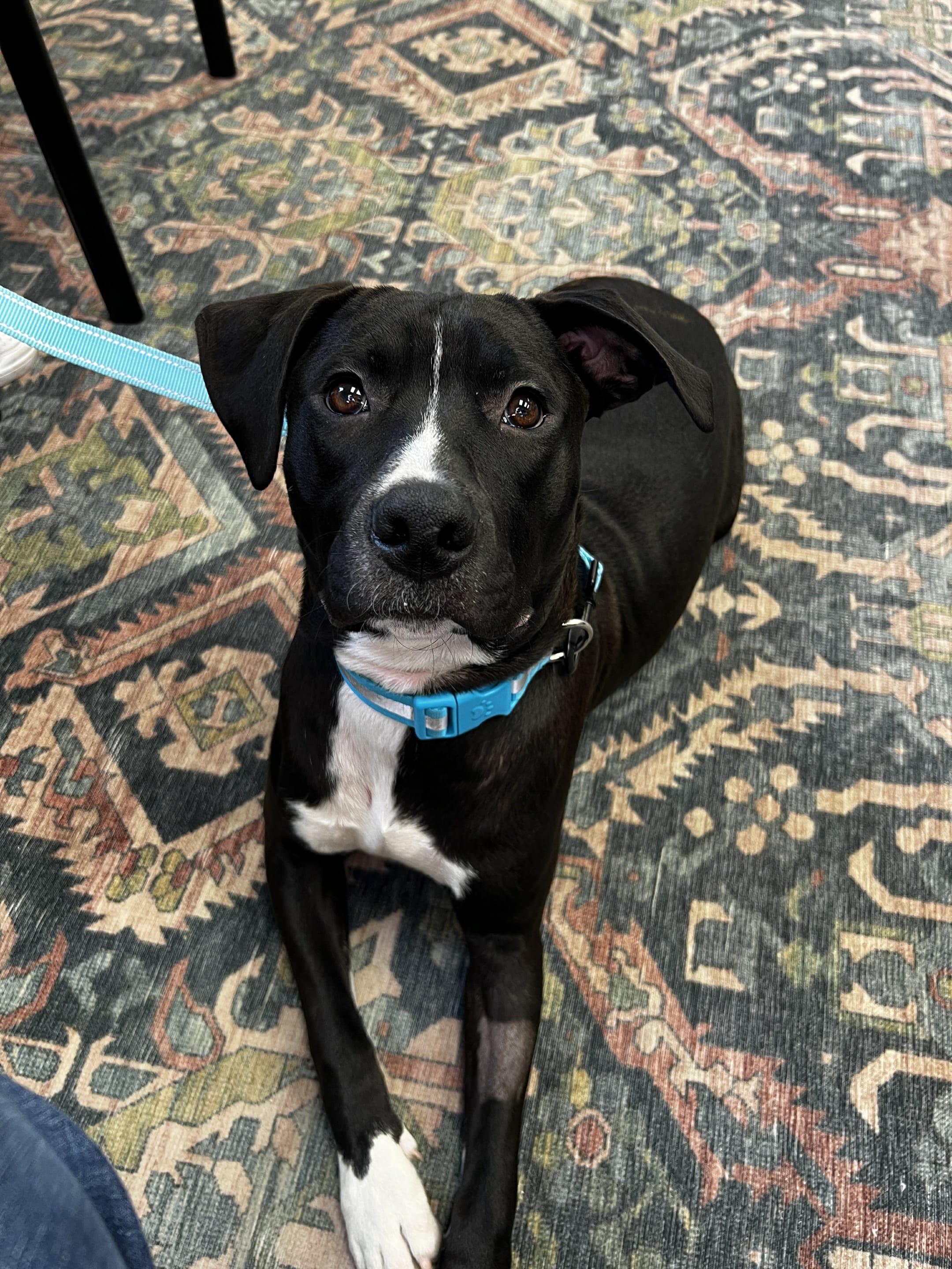 Enlarge Henry the Mixed Breed , a Adoptable mixed breed in Muskego, WI image 1/2