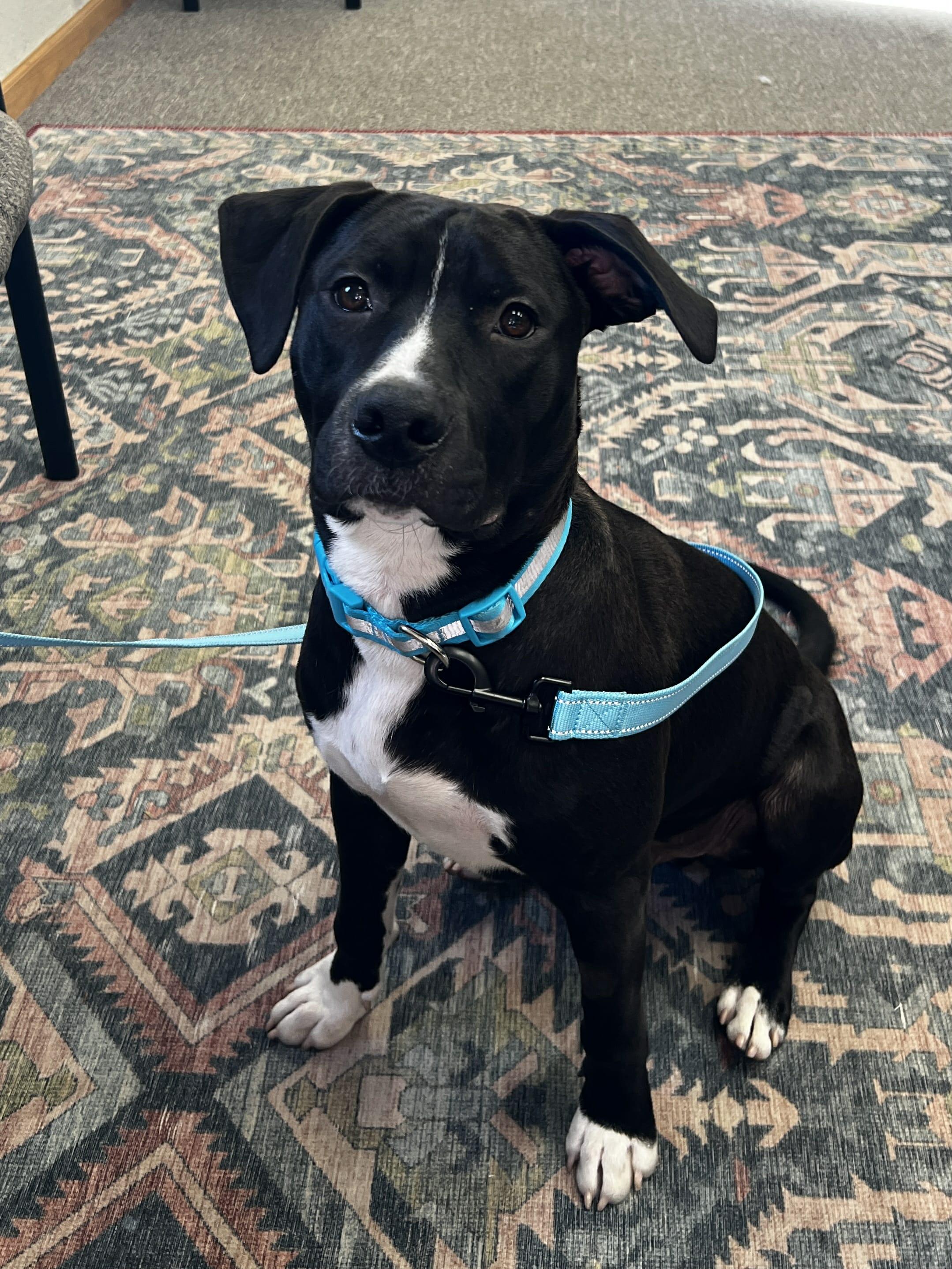 Enlarge Henry the Mixed Breed , a Adoptable mixed breed in Muskego, WI image 2/2