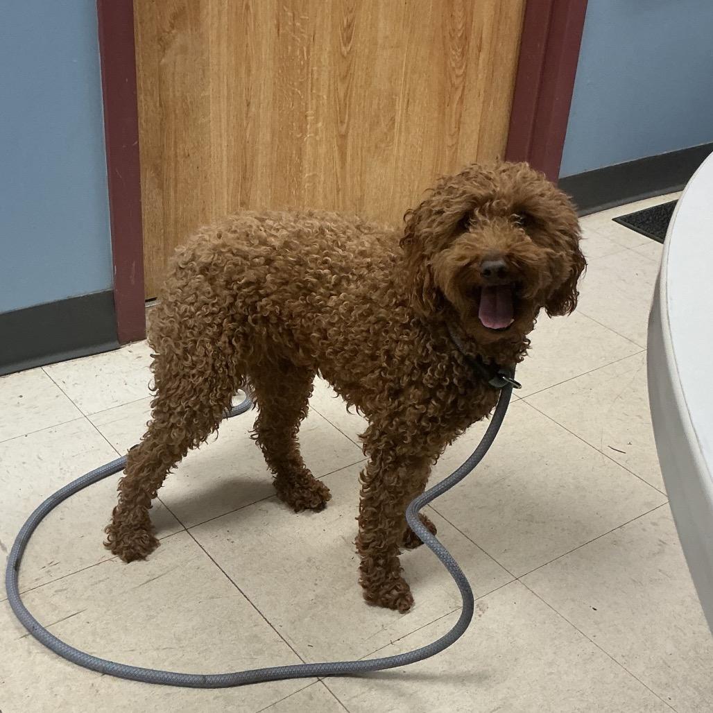 Enlarge Domino, a Adoptable Poodle in St Joseph, MO image 1/1