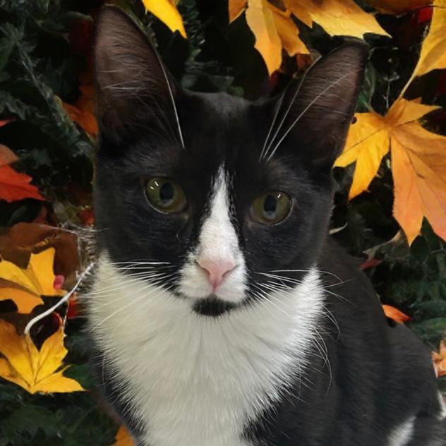 Nani, Adoptable, Young Female Domestic Short Hair.