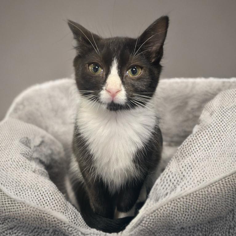 Nani, Adoptable, Young Female Domestic Short Hair.