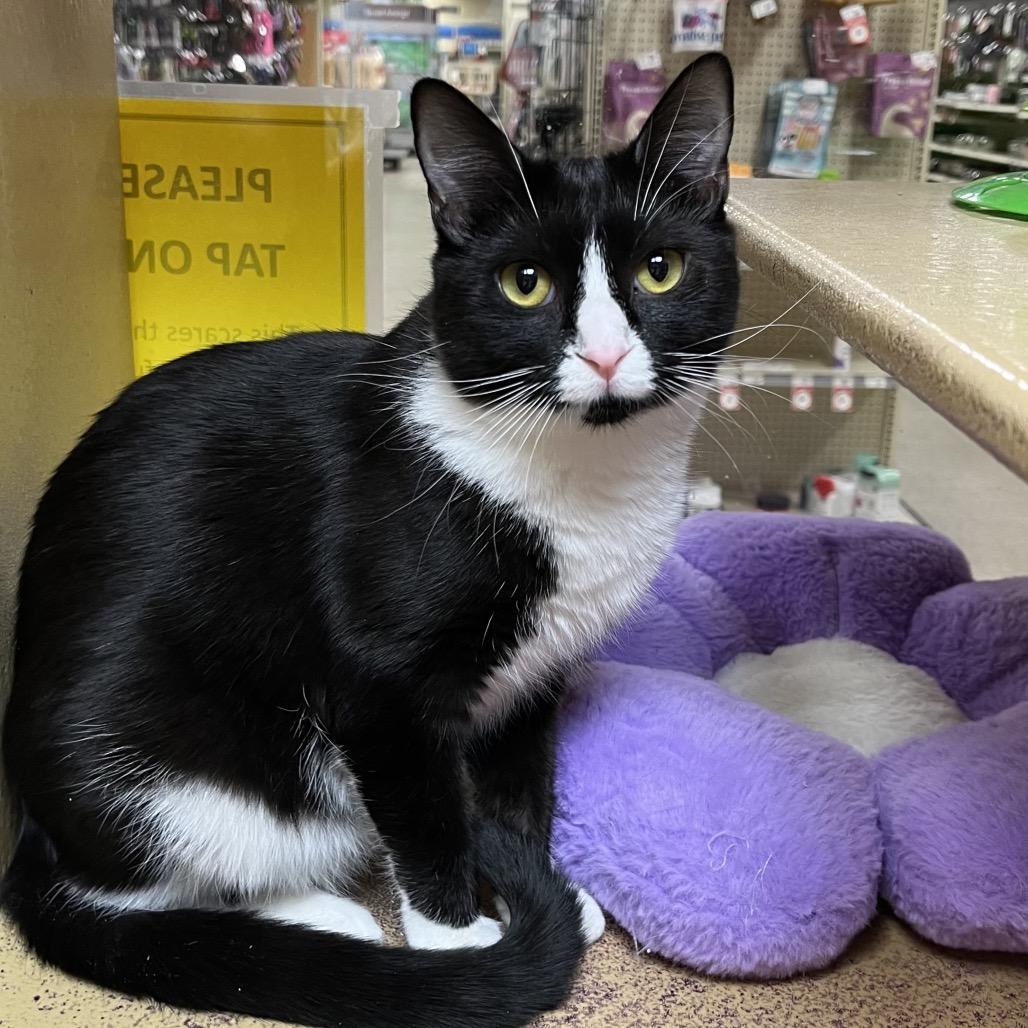 Enlarge Nani, a Adoptable Domestic Short Hair in Mocksville, NC image 3/6