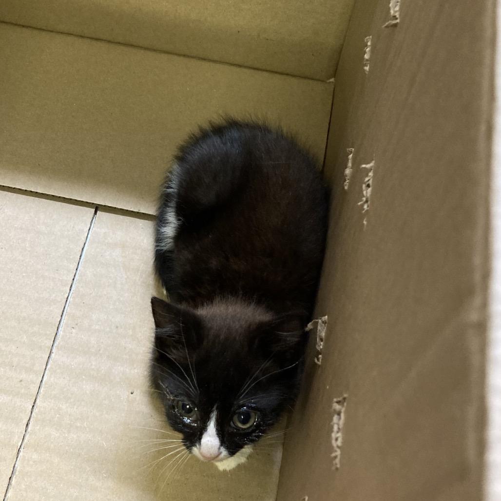 Enlarge Nani, a Adoptable Domestic Short Hair in Mocksville, NC image 4/6