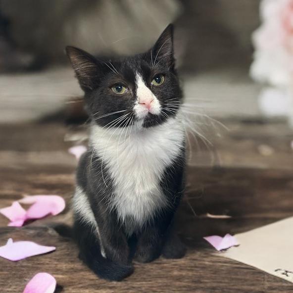 Enlarge Nani, a Adoptable Domestic Short Hair in Mocksville, NC image 6/6