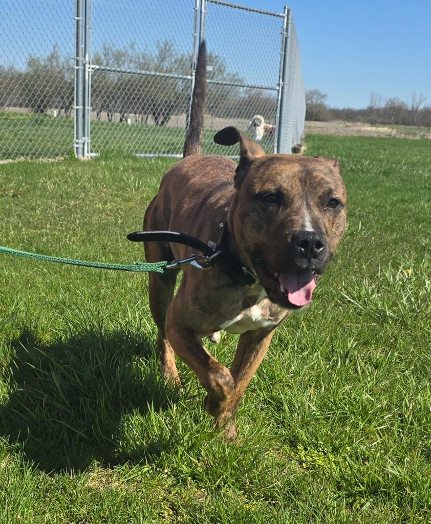 Enlarge Mellow - PENDING ADOPTION, a Adoptable Terrier in Defiance, OH image 1/6