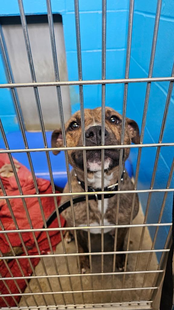 Enlarge Mellow - PENDING ADOPTION, a Adoptable Terrier in Defiance, OH image 2/6