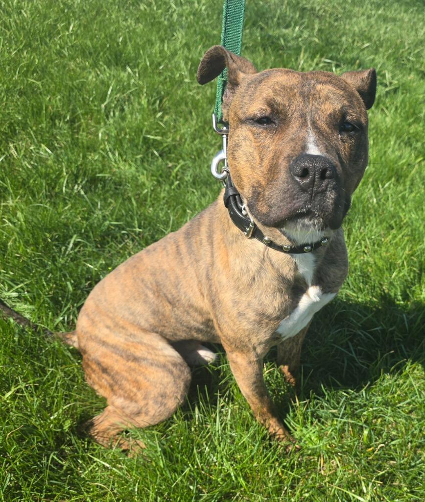 Enlarge Mellow - PENDING ADOPTION, a Adoptable Terrier in Defiance, OH image 3/6