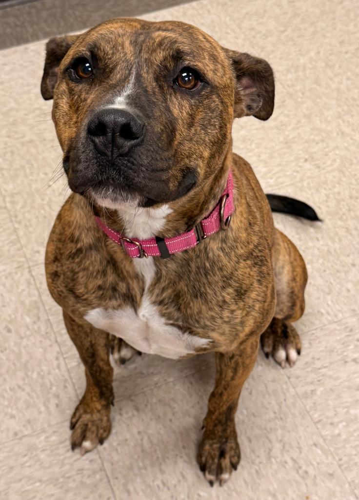 Enlarge Mellow - PENDING ADOPTION, a Adoptable Terrier in Defiance, OH image 6/6