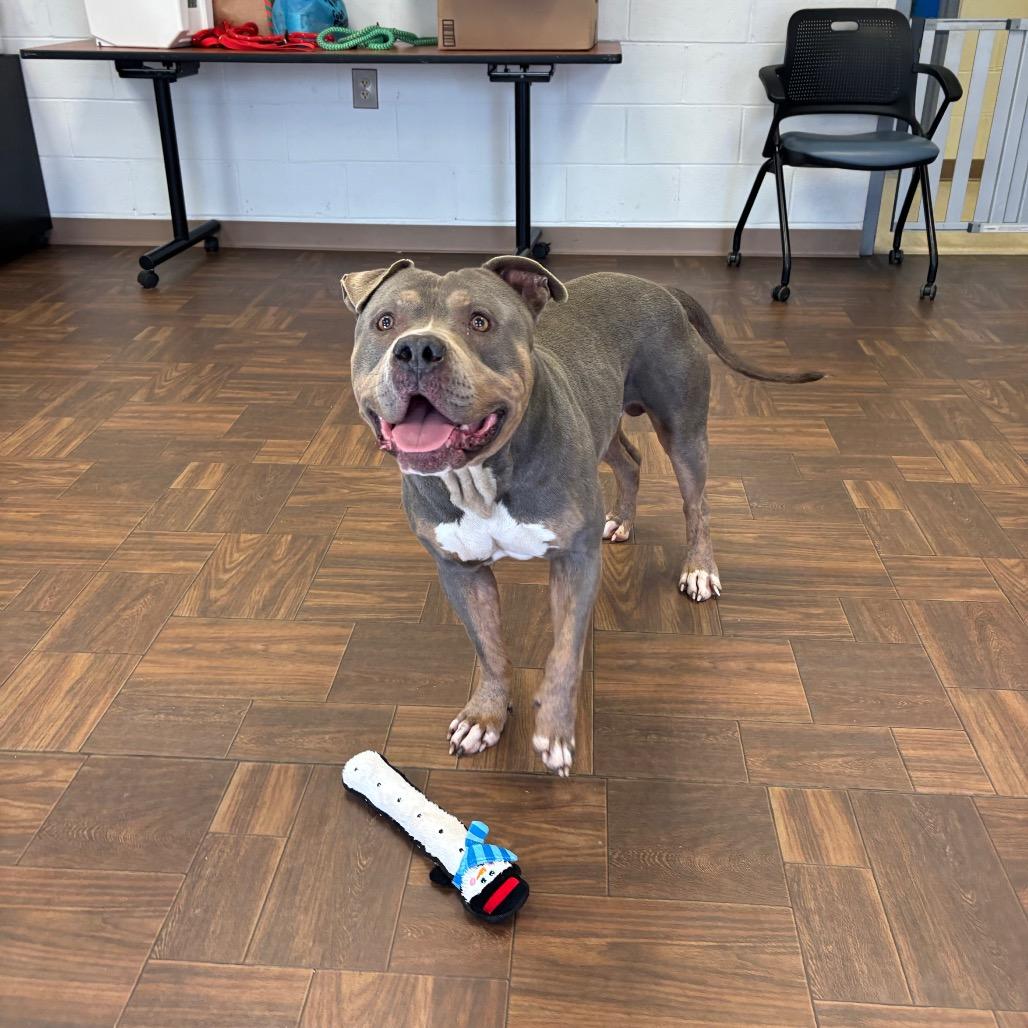 Tank, Adoptable, Adult Male Pit Bull Terrier.