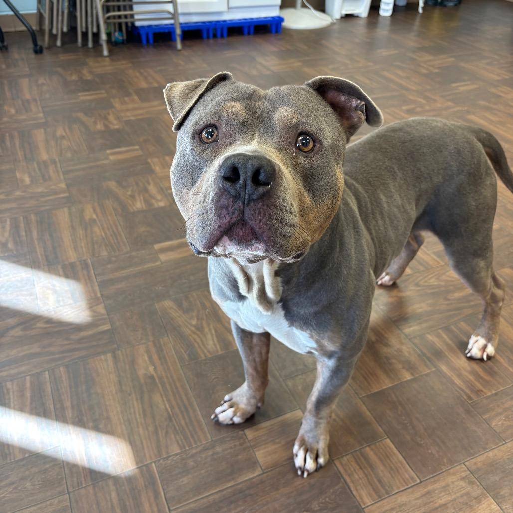 Tank, a Adoptable Pit Bull Terrier in Roxboro, NC image 2/4