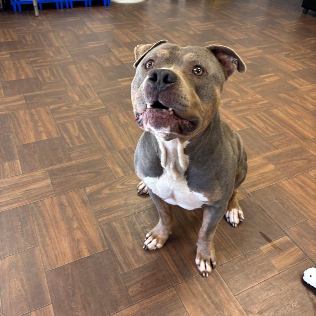 Tank, a Adoptable Pit Bull Terrier in Roxboro, NC image 3/4