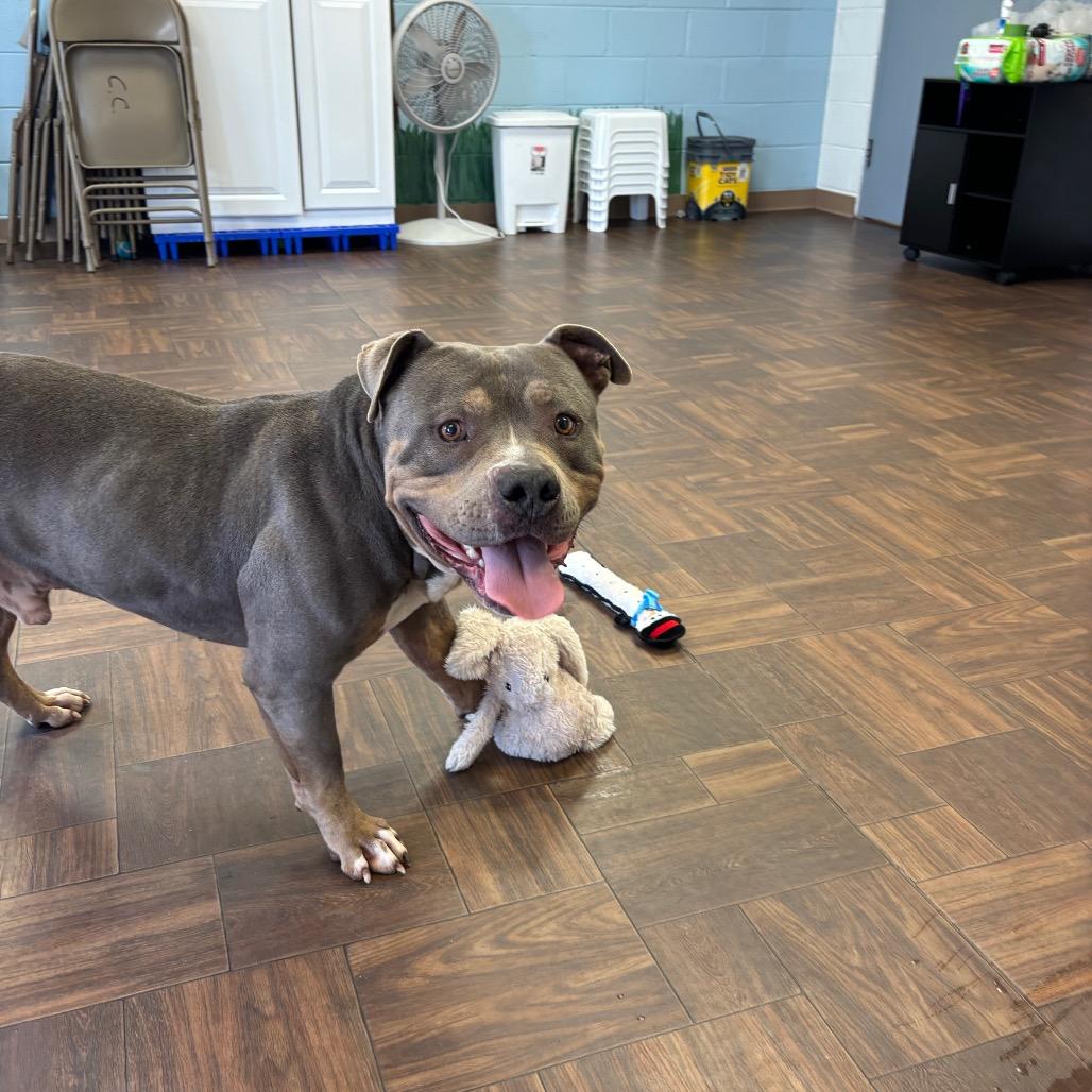 Tank, a Adoptable Pit Bull Terrier in Roxboro, NC image 4/4