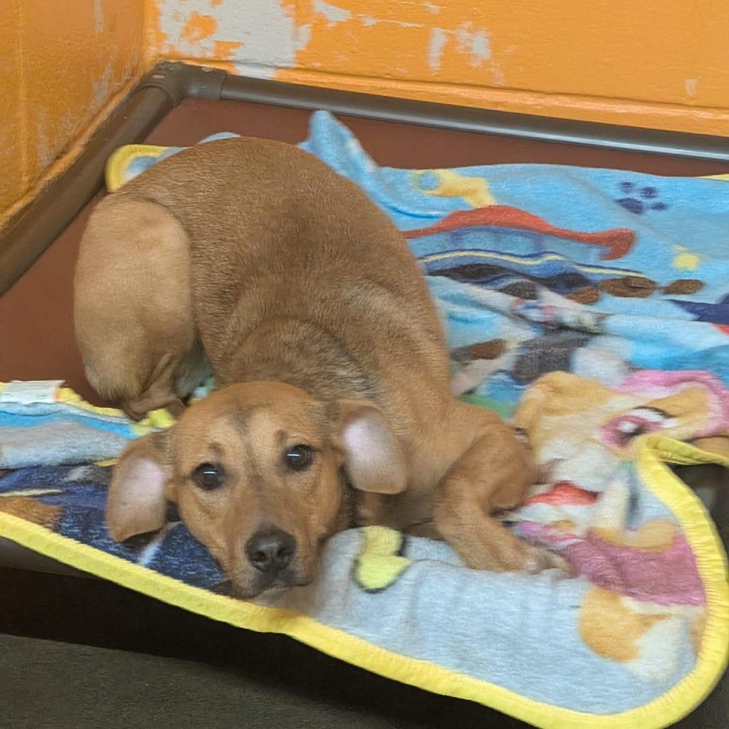 Bambi, Adoptable, Young Female Mixed Breed.