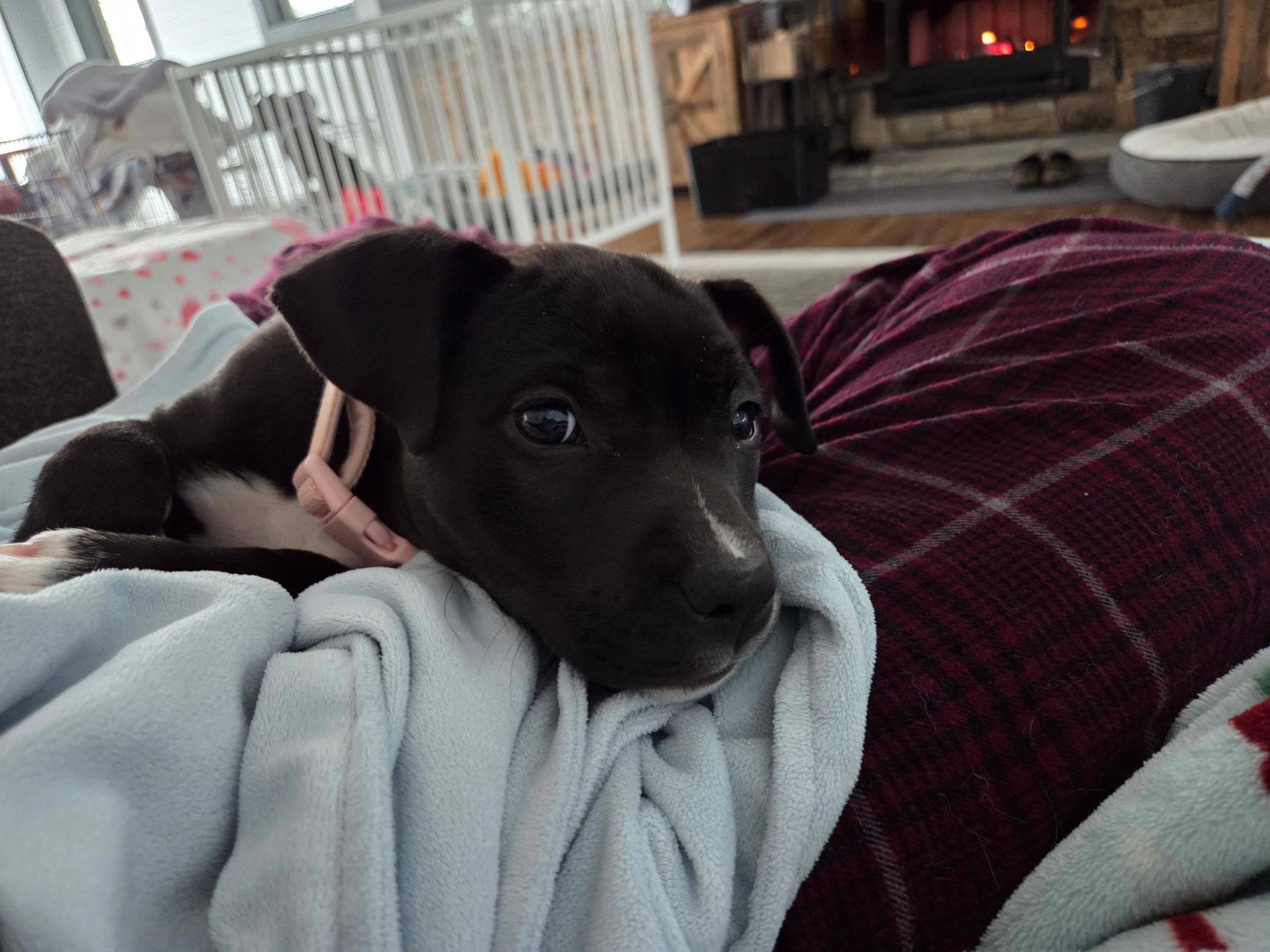 Enlarge Dua Superstar, an adopted mixed breed in Woburn, MA image 4/5