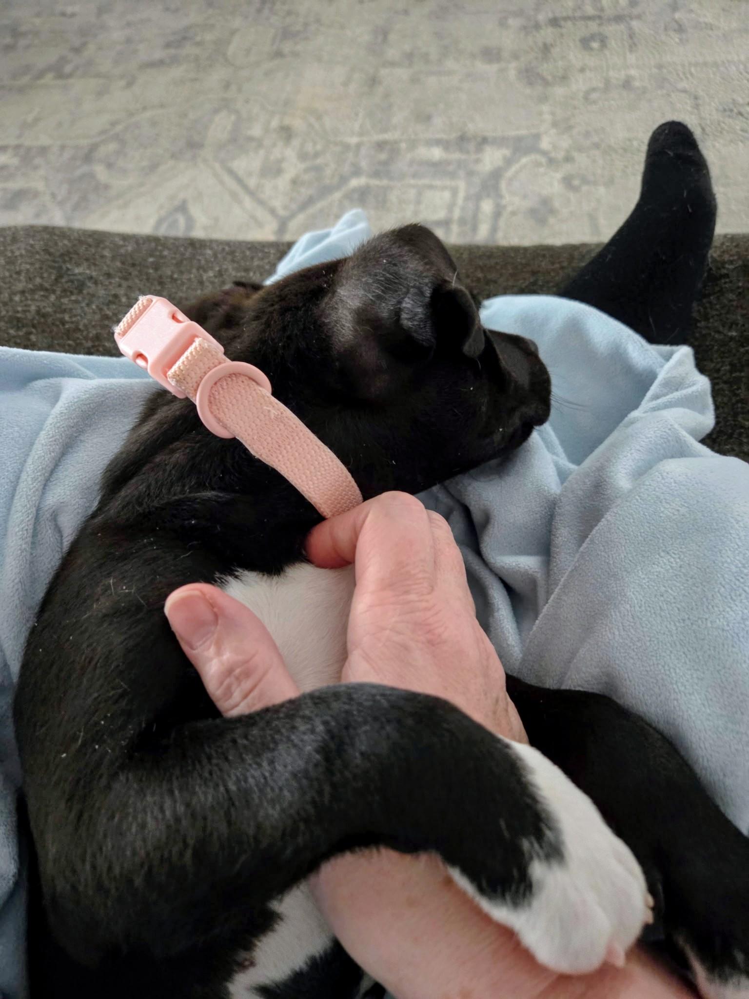 Enlarge Dua Superstar, an adopted mixed breed in Woburn, MA image 5/5