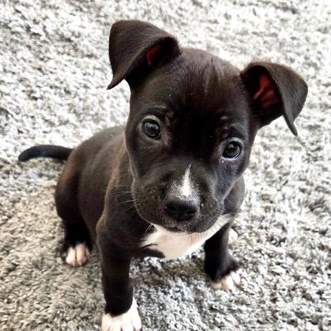 Enlarge Dua Superstar, an adopted mixed breed in Woburn, MA image 2/5