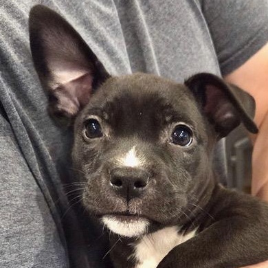 Enlarge Dua Superstar, an adopted mixed breed in Woburn, MA image 1/5