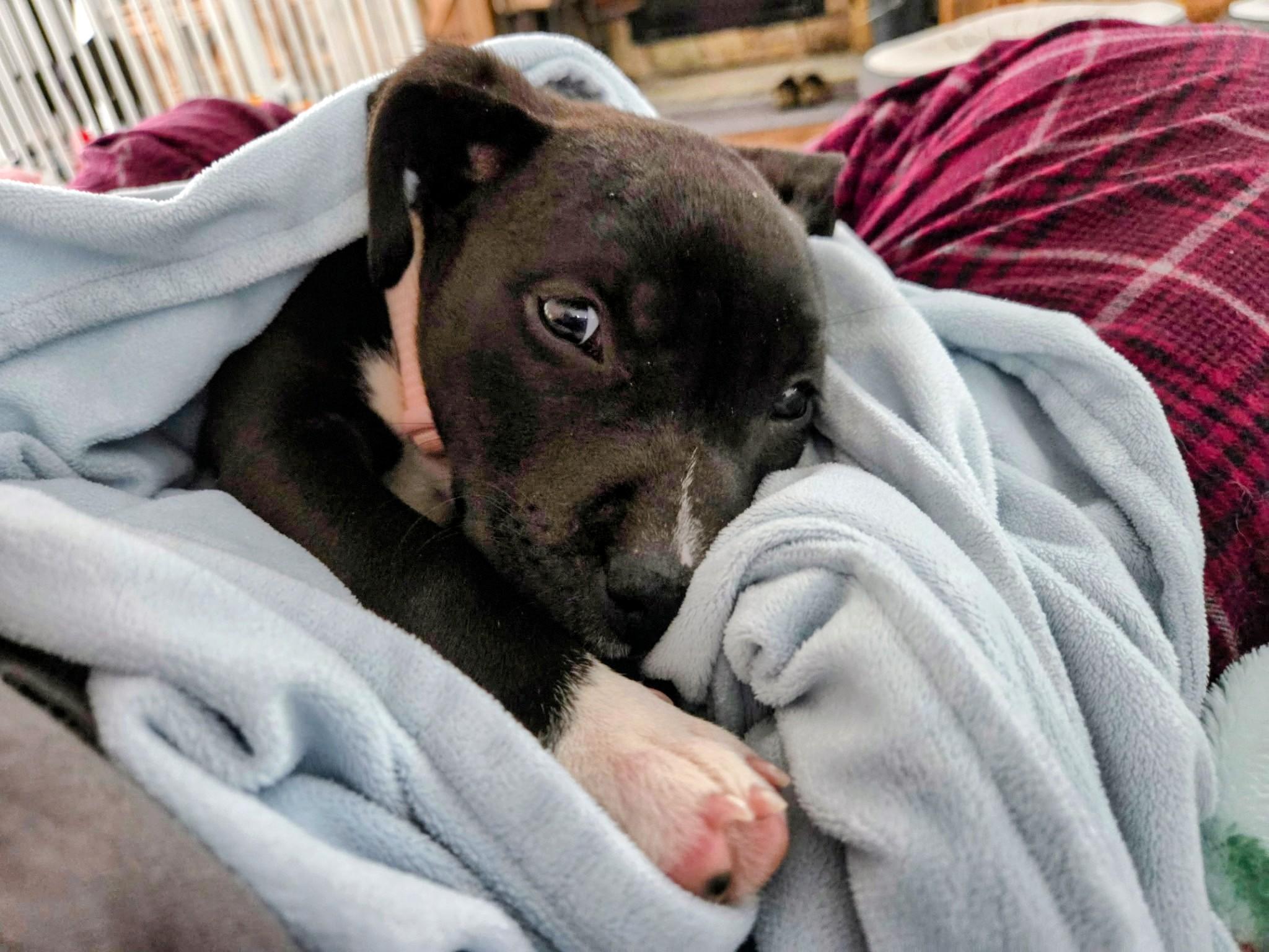 Enlarge Dua Superstar, an adopted mixed breed in Woburn, MA image 3/5