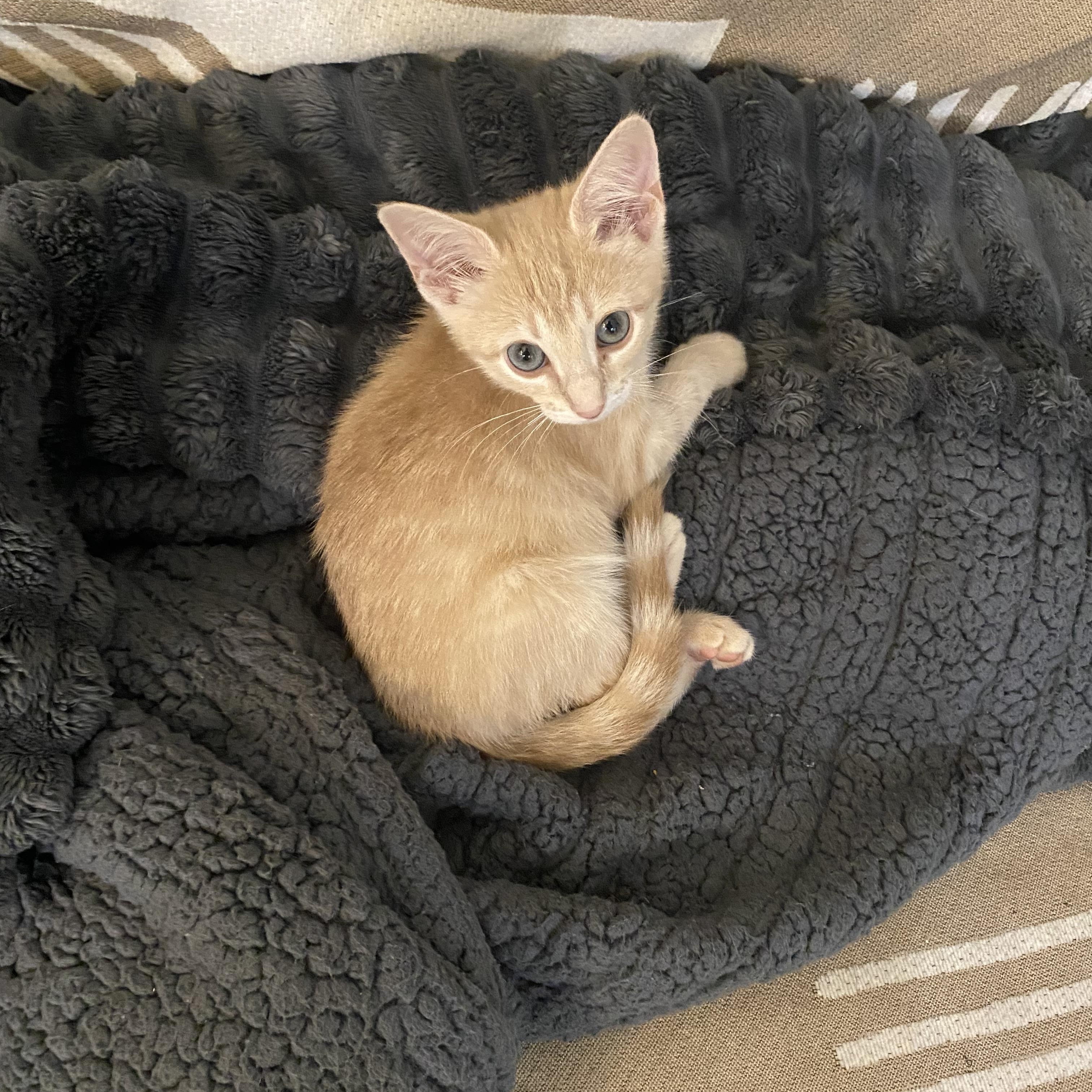 Jolly, an adopted Domestic Short Hair in Brooklyn, NY image 6/6